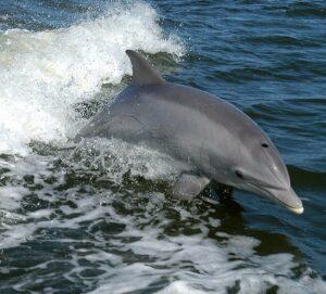 Dolphin Tours Anna Maria Island