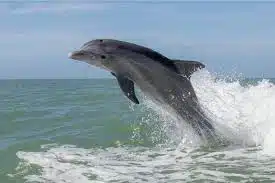 Dolphin Tours Anna Maria Island