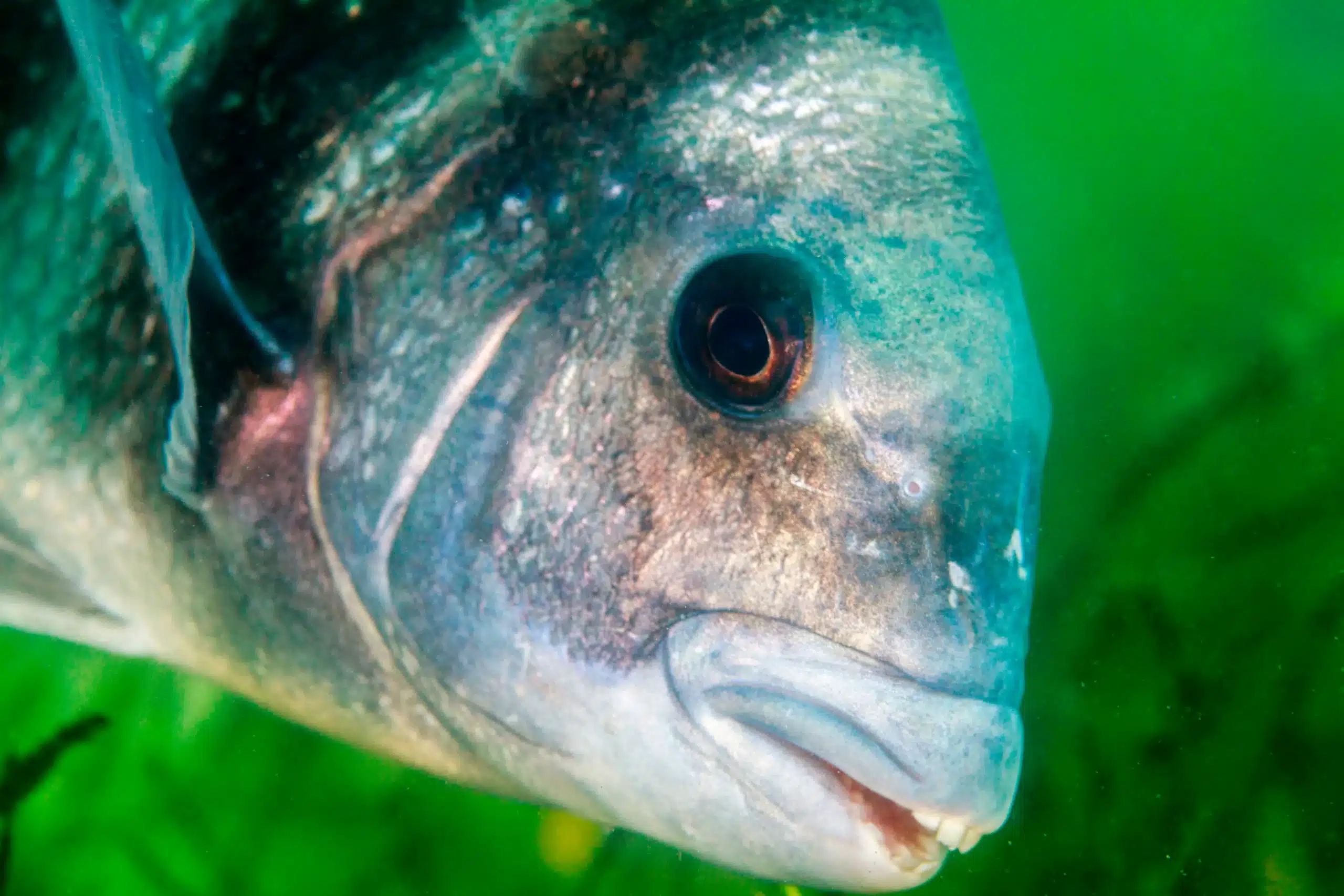 Snorkeling Anna Maria Island
